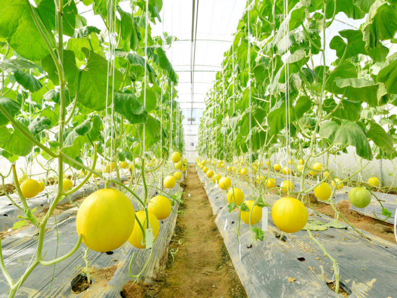 Nông nghiệp công nghệ cao là gì? Xu thế tất yếu và Ứng dụng thực tiễn tại Việt Nam 3 Canh tác trong nhà màng/nhà kính