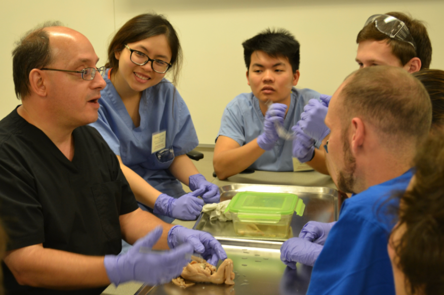 Associate Professor Ernest Talarico, PhD – Instructor of Anatomy and Cell Biology and Visiting Professor at the TTU School of Medicine – guiding TTU students during a practical session at the Indiana University School of Medicine Anatomy Lab (USA).