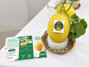 DƯA LƯỚI TTU – RẠNG RỠ NÔNG SẢN TIÊU BIỂU XÃ ĐỨC HÒA TẠI LỄ HỘI NÔNG SẢN & SẢN PHẨM OCOP TÂY NINH LẦN THỨ I (2026) 3 797694765 1075014808743590 6617284080476951637 n